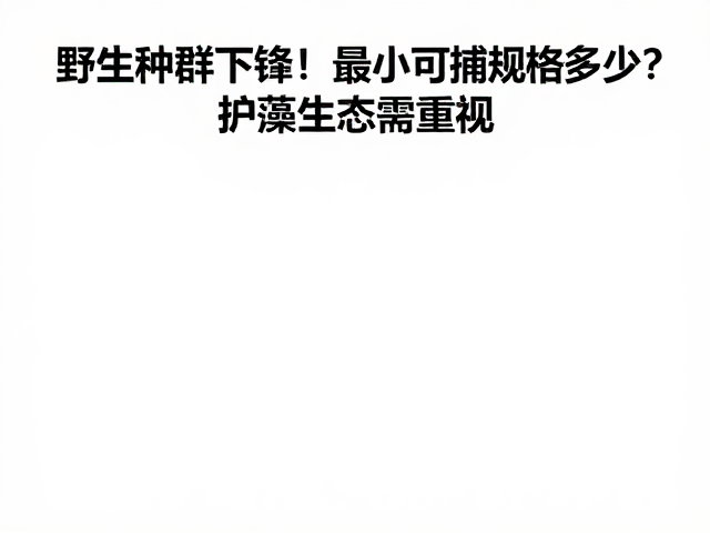 野生种群下降!最小可捕规格多少?护藻生态需重视