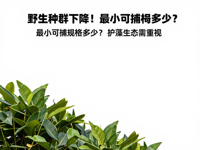 野生种群下降！最小可捕规格多少？护藻生态需重视