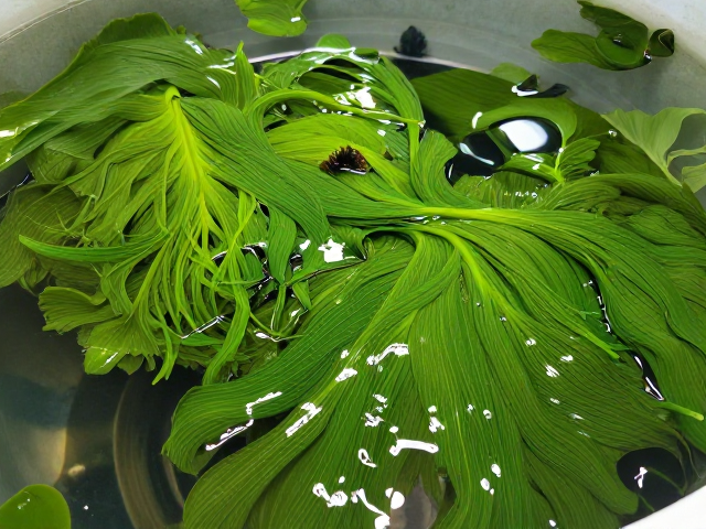 野生种群下降？科学饲养助其啃食藻类，守护生态平衡