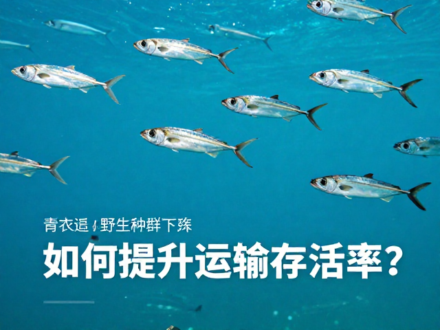 青衣鱼野生种群下降,如何提升运输存活率?