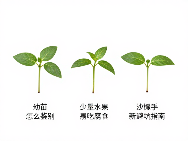 幼苗怎么鉴别?少量水果,偶尔吃腐食,新手避坑指南
