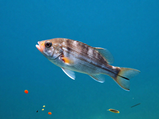 舒氏猪齿鱼白天为何隐蔽休息？揭秘其捕食小型浮游生物的生存策略