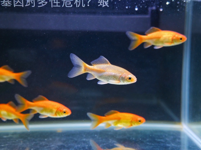 野生观赏鱼资源枯竭？基因多样性危机正在冲击水族市场