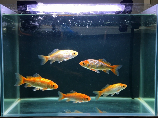 野生观赏鱼资源枯竭？基因多样性危机正在冲击水族市场