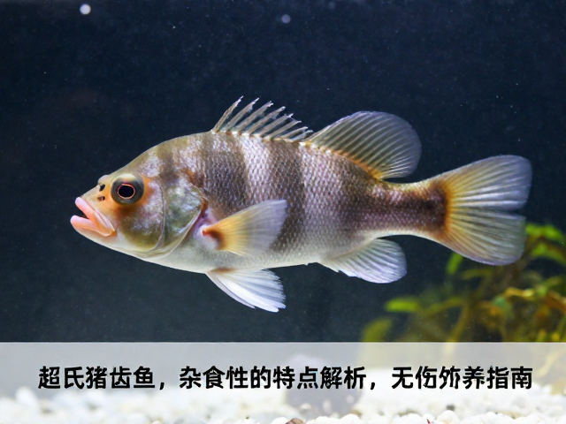 舒氏猪齿鱼杂食性特点解析及无严重外伤饲养指南