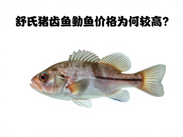 舒氏猪齿鱼幼鱼价格为何较高?揭秘泥沙底质栖息习性