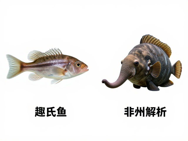 舒氏猪齿鱼幼鱼期特征与非洲象鼻鱼属区别解析