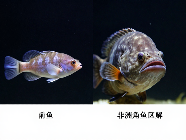 舒氏猪齿鱼幼鱼期特征与非洲象鼻鱼属区别解析