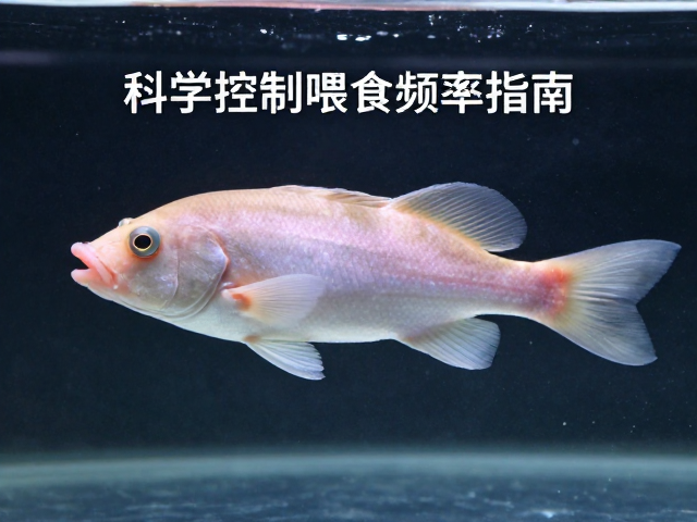 舒氏猪齿鱼体型匀称怎么养？科学控制喂食频率指南