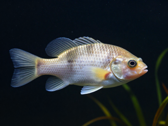 舒氏猪齿鱼学名Gnathonemus pectoralis，鳞片细小埋于皮下详解