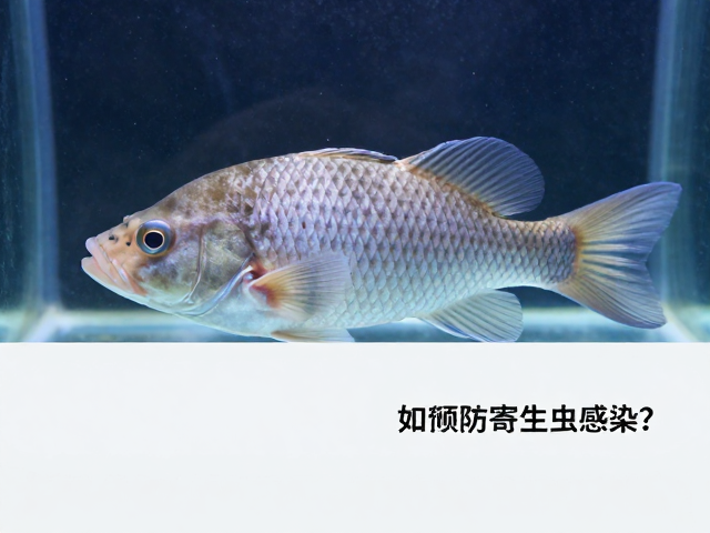 舒氏猪齿鱼鳞片细小埋于皮下，如何预防寄生虫感染？
