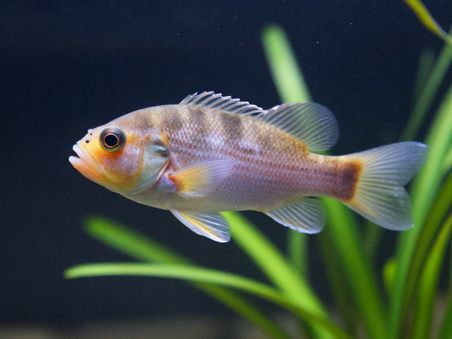 舒氏猪齿鱼饲养指南，保持pH 6.0-7.0让其活跃灵敏