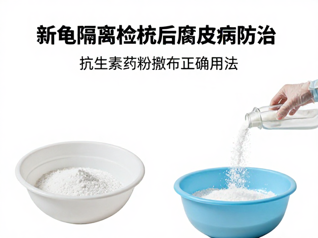 新龟隔离检疫后腐皮病防治,抗生素药粉撒布正确用法