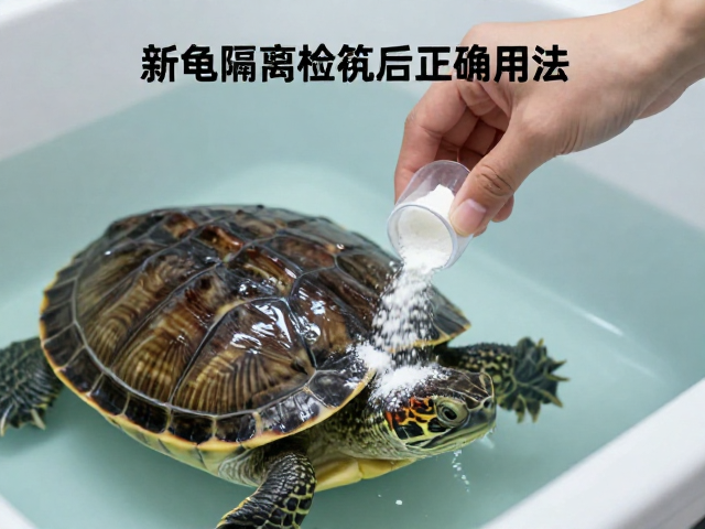 新龟隔离检疫后腐皮病防治，抗生素药粉撒布正确用法