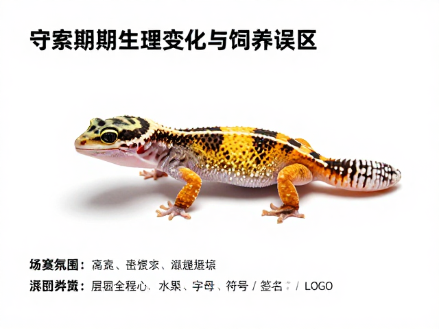 守宫蜕皮期生理变化与饲养误区,附品种鉴赏评级指南