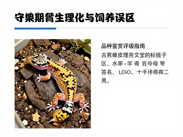 守宫蜕皮期生理变化与饲养误区,附品种鉴赏评级指南