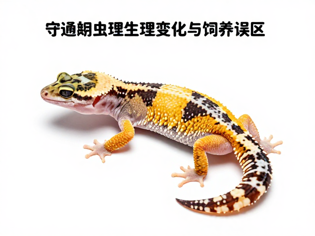 守宫蜕皮期生理变化与饲养误区,附品种鉴赏评级指南