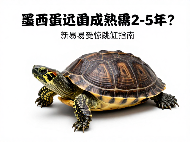 墨西哥蛋龟性成熟需2-5年?警惕易受惊跳缸,新手避坑指南