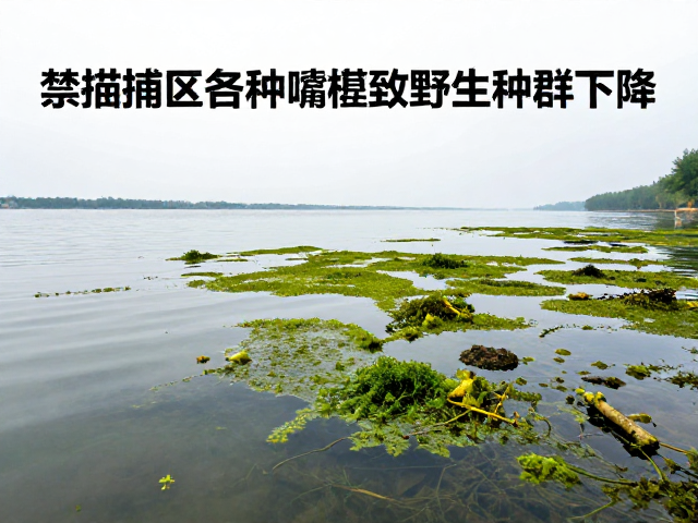 禁捕区物种啃食藻类致野生种群下降,生态保护迫在眉睫