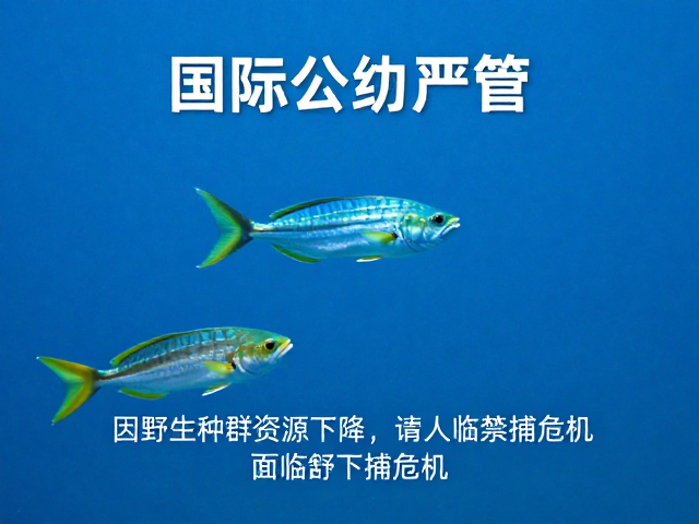 国际公约严管，绿蓝子鱼因野生种群资源下降面临禁捕危机