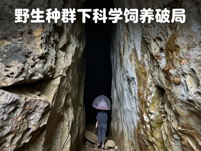 野生种群下降！科学饲养破局，揭秘岩礁缝隙栖息地保护
