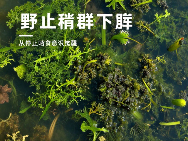 野生种群下降?保护意识觉醒,从停止啃食藻类做起