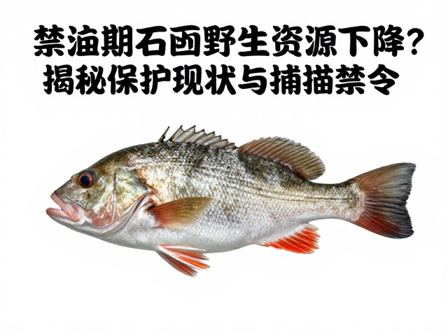 禁渔期石鲈野生资源下降？揭秘保护现状与捕捞禁令