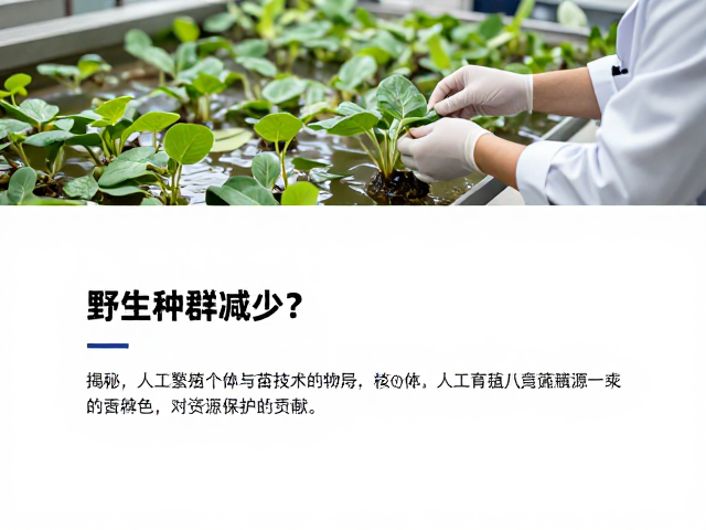 野生种群减少?揭秘人工繁殖个体与育苗技术对资源保护的贡献