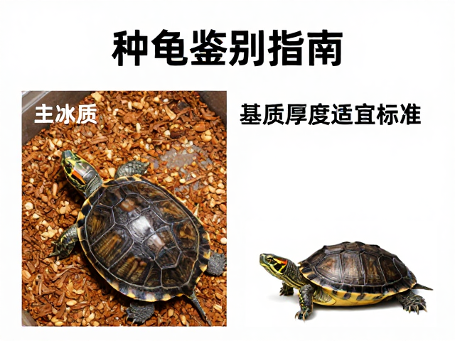 种龟鉴别指南,水龟与半水龟区别,基质厚度适宜标准