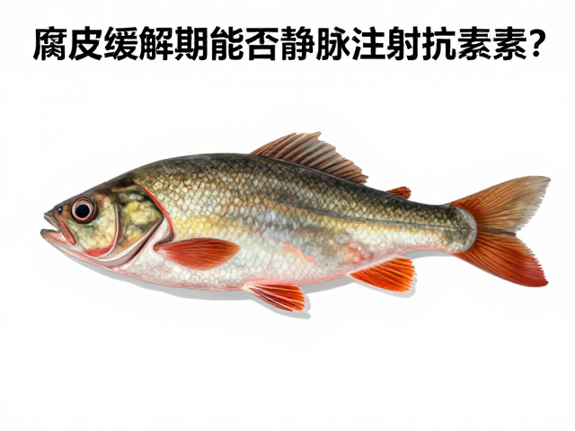 腐皮病防治,症状缓解期能否静脉注射抗生素?专家解析