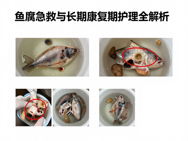 鱼腐皮病防治指南,脱水急救与长期康复期护理全解析