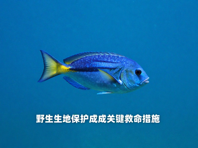 野生蓝子鱼资源下降，迁地保护成关键救命措施
