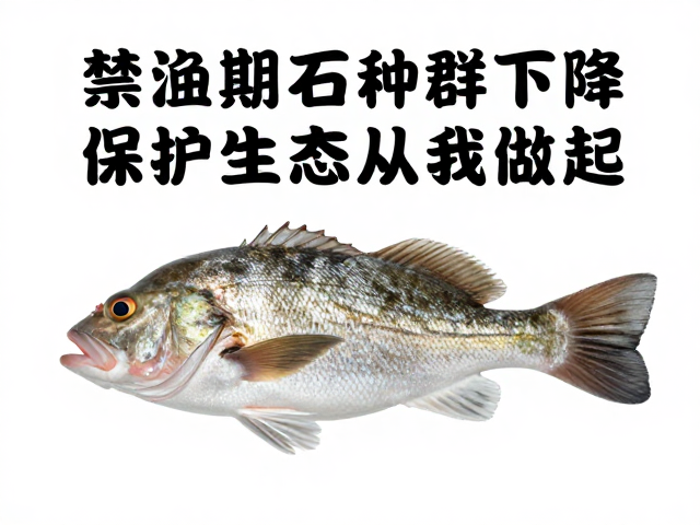 禁渔期石鲈野生种群下降，保护生态从我做起