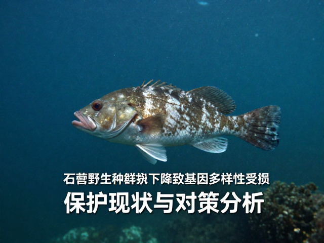 石鲈野生种群下降致基因多样性受损，保护现状与对策分析