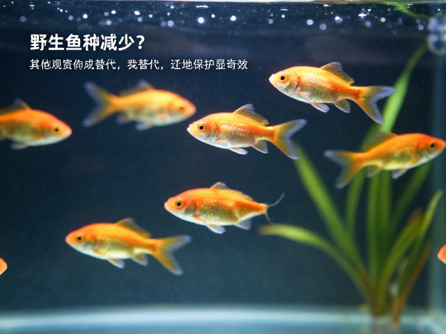 野生鱼种减少？其他观赏鱼成替代，迁地保护显奇效