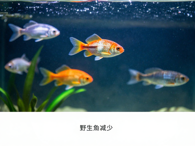 野生鱼种减少？其他观赏鱼成替代，迁地保护显奇效