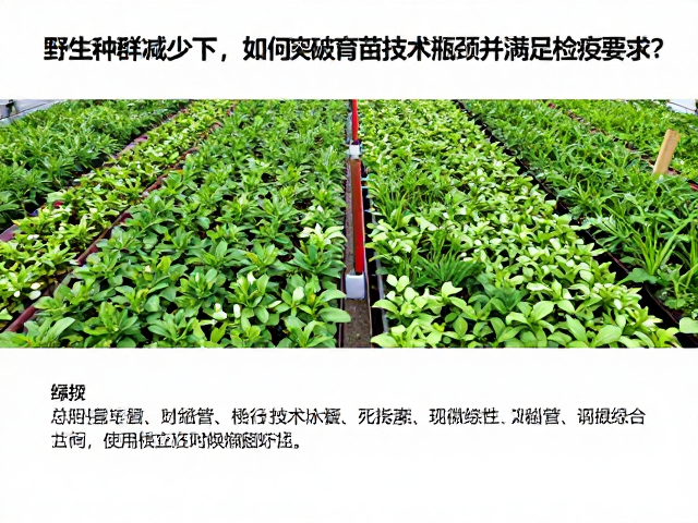 野生种群减少下，如何突破育苗技术瓶颈并满足检疫要求？