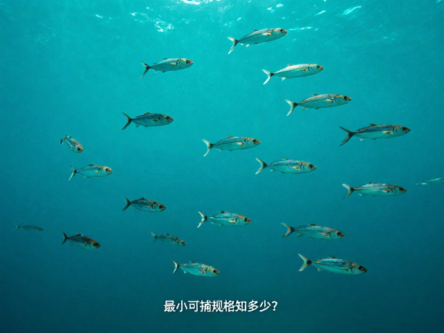 青衣鱼野生种群下降，最小可捕规格知多少？