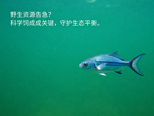 绿蓝子鱼野生资源告急？科学饲养成关键，守护生态平衡