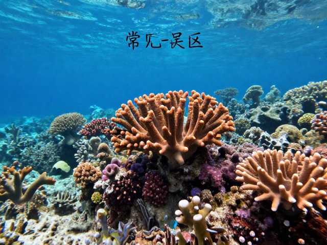 热带珊瑚礁养护，中高水流与硬度指标控制指南