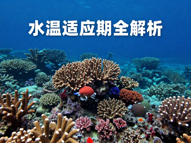 热带珊瑚礁夜间活动指南，水温适应期全解析