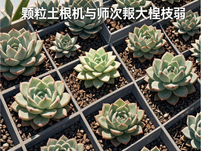 关键施肥时机与季节性节奏
