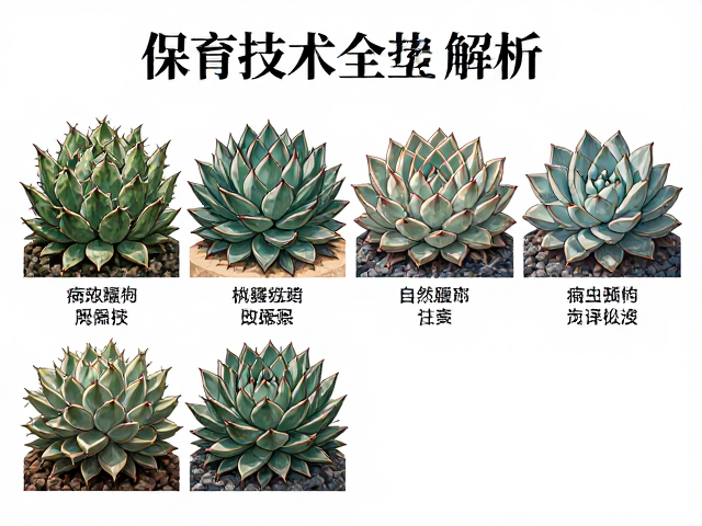多肉植物人工繁育与自然孵化周期解析,保育技术全攻略