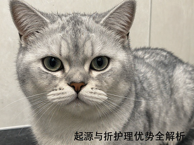 银色短毛猫掉毛吗？起源与护理优势全解析