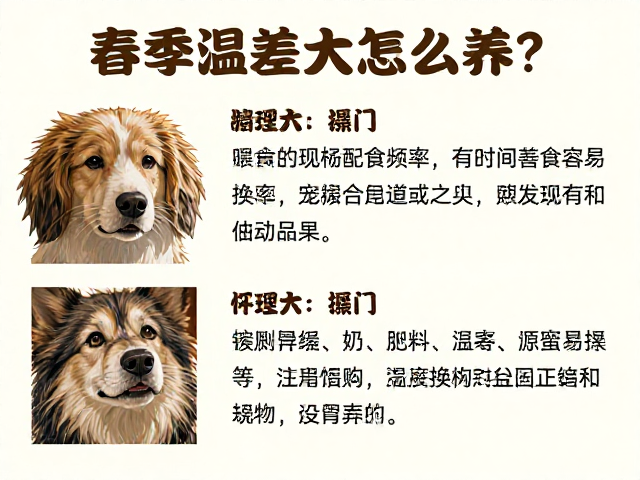 春季温差大怎么养?逐步增加喂食频率,帮宠物平稳换季