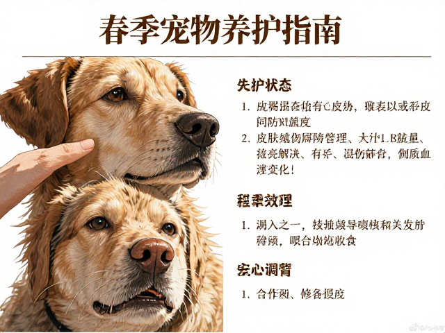春季宠物养护指南，皮肤状态检查与增加喂食频率的科学搭配