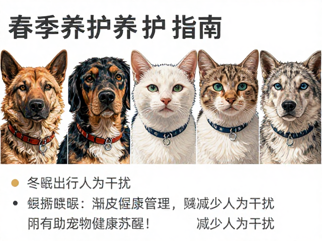 春季养护指南,冬眠期管理与减少人为干扰,助宠物健康苏醒