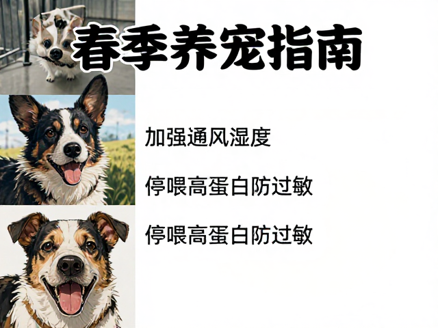 春季养宠指南,加强通风湿度,停喂高蛋白防过敏