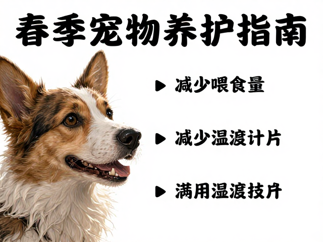 春季宠物养护指南,减少喂食量与温湿度计使用技巧