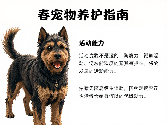 春季宠物养护指南，通过观察活跃度评估活动能力